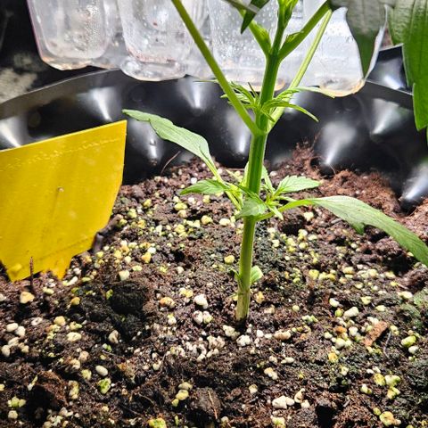 Sticky Orange XXL Automatic 1 growlog timeline photo