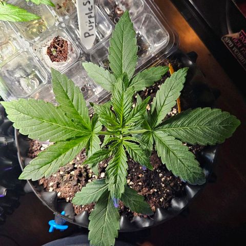 Sticky Orange XXL Automatic growlog timeline photo