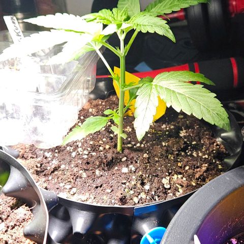 Sticky Orange XXL Automatic growlog timeline photo
