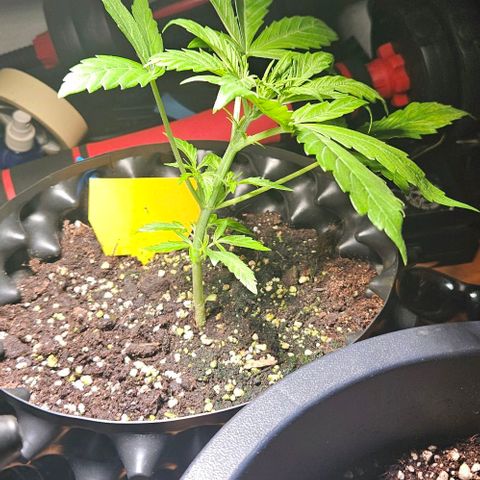 Sticky Orange XXL Automatic 1 growlog timeline photo