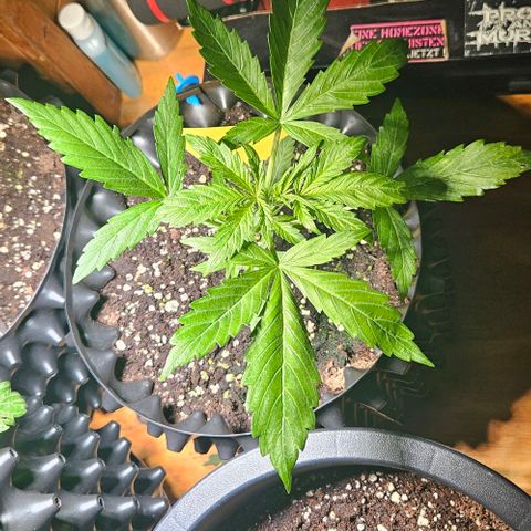 Sticky Orange XXL Automatic 1 growlog timeline photo