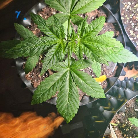 Sticky Orange XXL Automatic growlog timeline photo