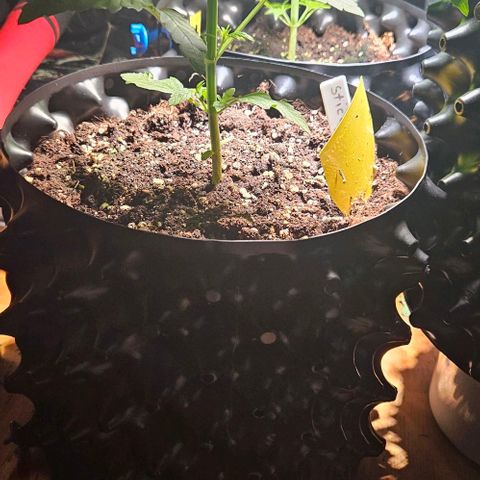 Sticky Orange XXL Automatic growlog timeline photo