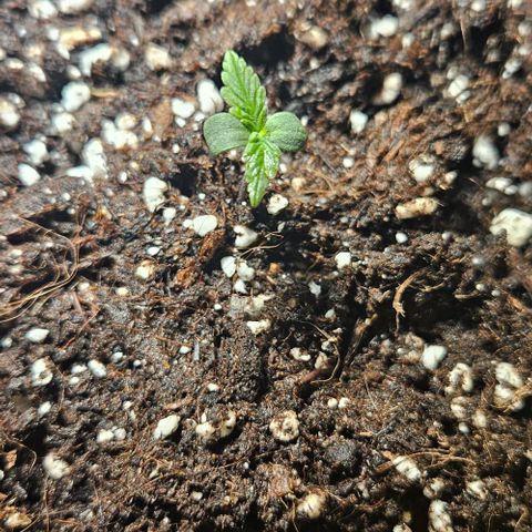 Sensi Amnesia XXL Automatic growlog timeline photo
