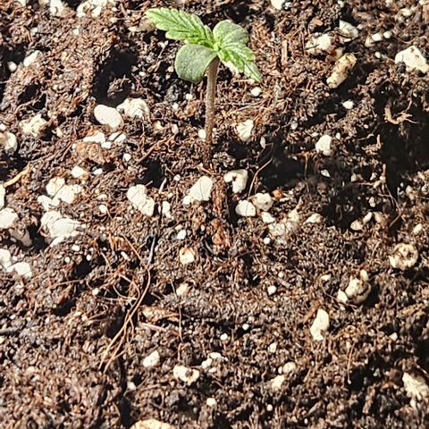 Sensi Amnesia XXL Automatic growlog timeline photo