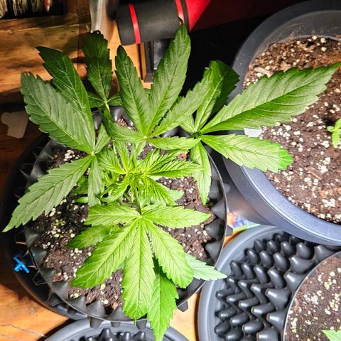 Sticky Orange XXL Automatic 1 growlog timeline photo