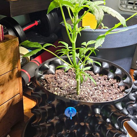 Sticky Orange XXL Automatic 1 growlog timeline photo
