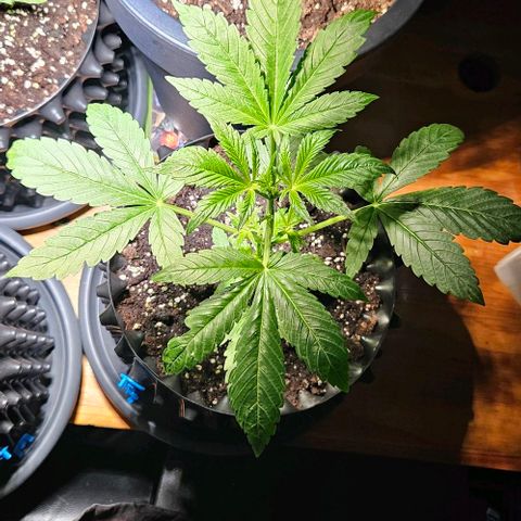 Sticky Orange XXL Automatic growlog timeline photo