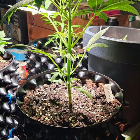 Sticky Orange XXL Automatic growlog timeline photo