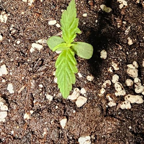 Sensi Amnesia XXL Automatic growlog timeline photo