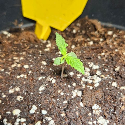 Sensi Amnesia XXL Automatic growlog timeline photo