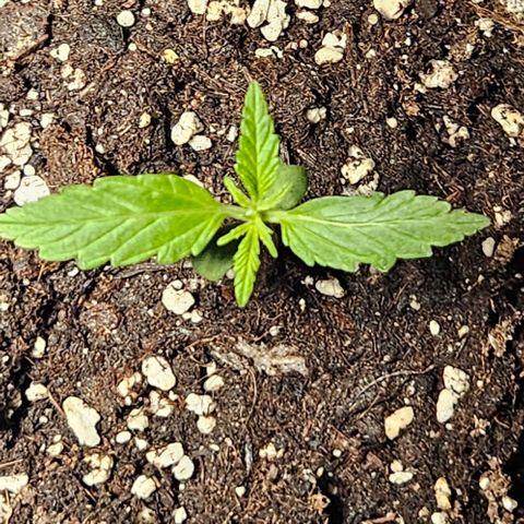 Sensi Amnesia XXL Automatic growlog timeline photo