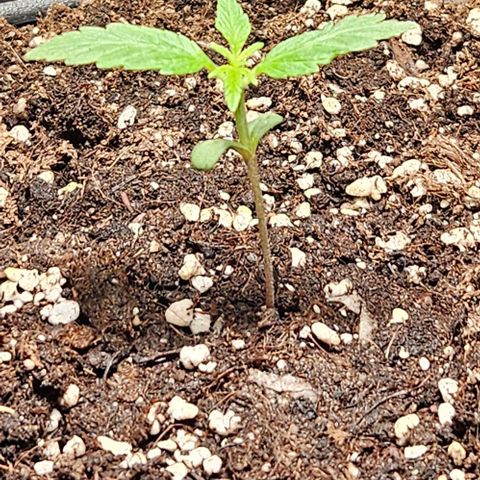 Sensi Amnesia XXL Automatic growlog timeline photo