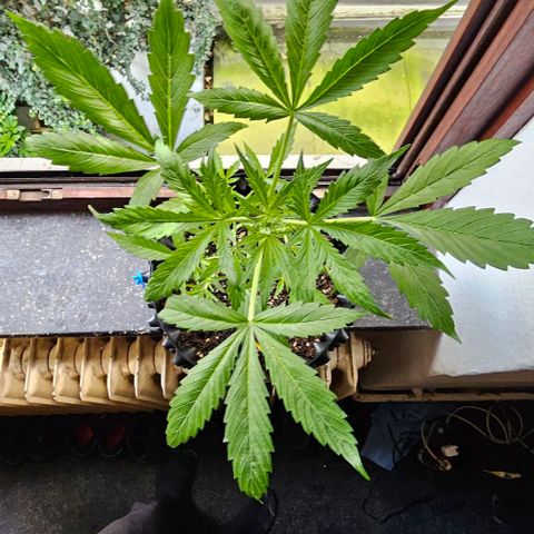 Sticky Orange XXL Automatic 1 growlog timeline photo