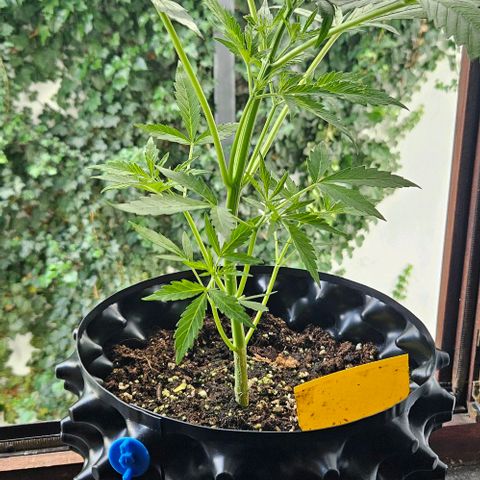 Sticky Orange XXL Automatic 1 growlog timeline photo