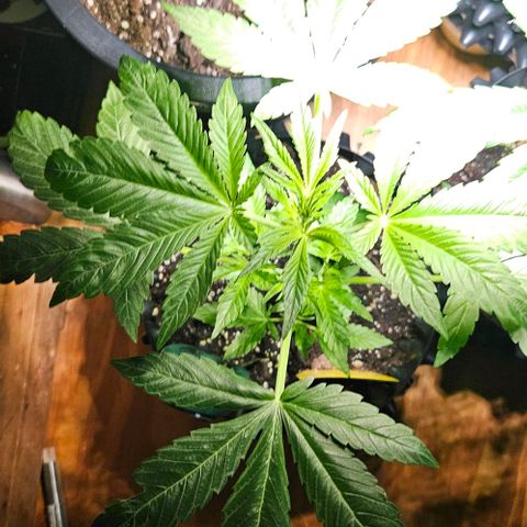 Sticky Orange XXL Automatic growlog timeline photo