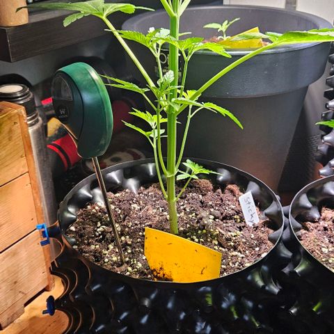 Sticky Orange XXL Automatic growlog timeline photo