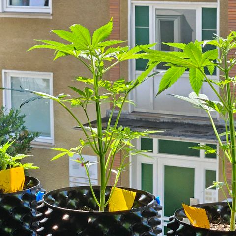 Sticky Orange XXL Automatic 1 growlog timeline photo