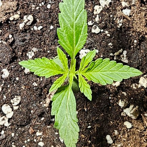 Sensi Amnesia XXL Automatic growlog timeline photo