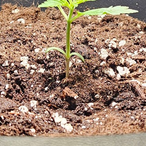 Sensi Amnesia XXL Automatic growlog timeline photo