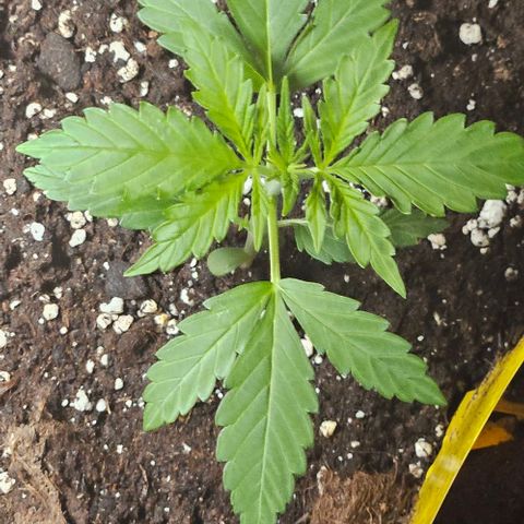 Sensi Amnesia XXL Automatic growlog timeline photo