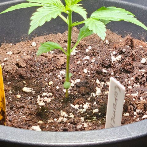 Sensi Amnesia XXL Automatic growlog timeline photo