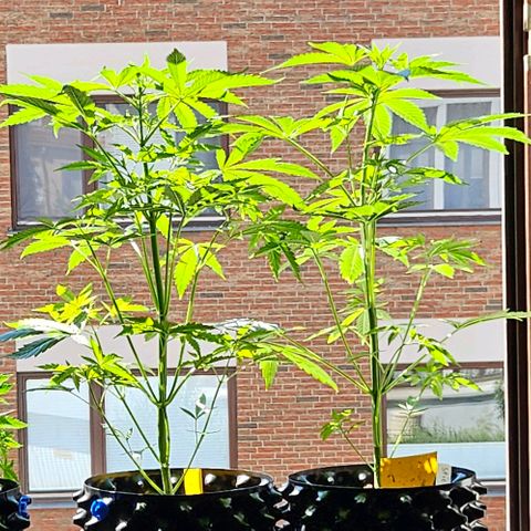Sticky Orange XXL Automatic 1 growlog timeline photo