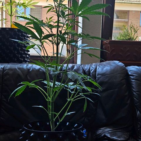 Sticky Orange XXL Automatic 1 growlog timeline photo