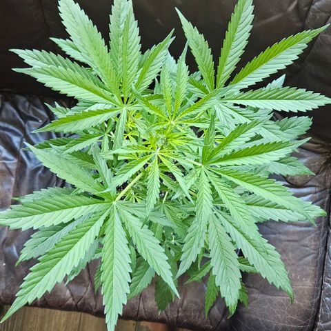 Sticky Orange XXL Automatic 1 growlog timeline photo