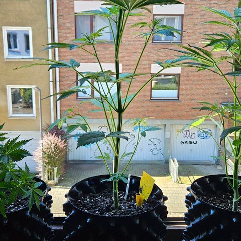 Sticky Orange XXL Automatic growlog timeline photo