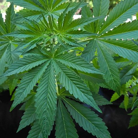 Sticky Orange XXL Automatic growlog timeline photo