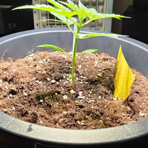 Sensi Amnesia XXL Automatic growlog timeline photo