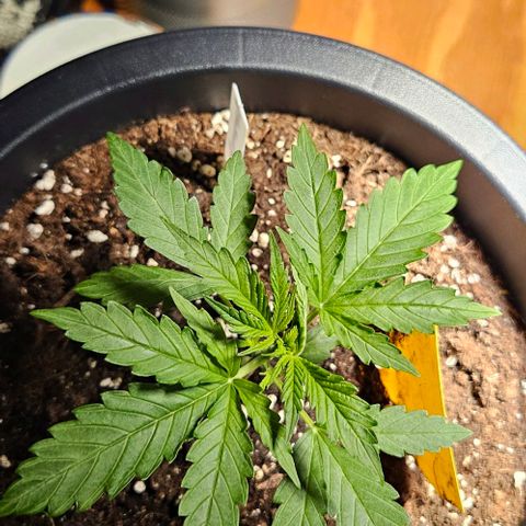 Sensi Amnesia XXL Automatic growlog timeline photo
