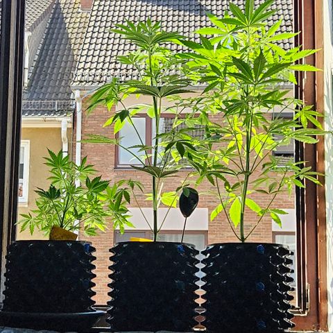 Sticky Orange XXL Automatic 1 growlog timeline photo