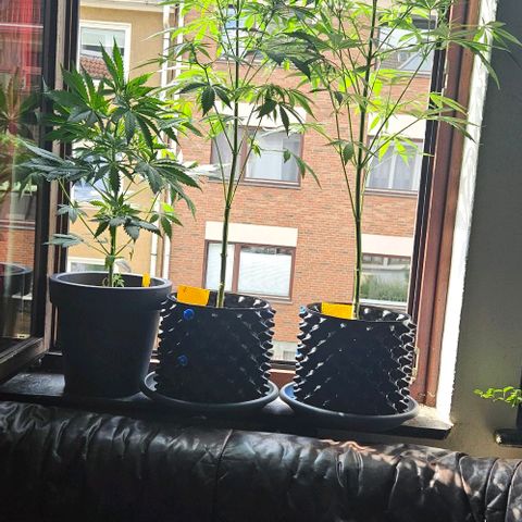Sticky Orange XXL Automatic 1 growlog timeline photo