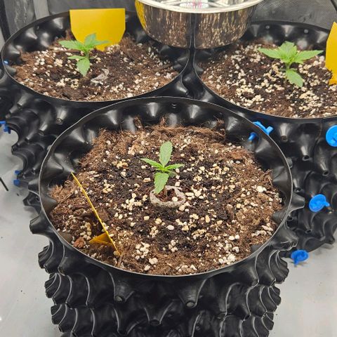 Sensi Amnesia XXL Automatic growlog timeline photo