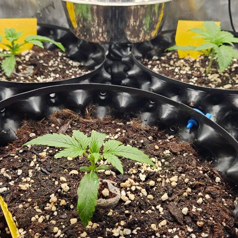 Sensi Amnesia XXL Automatic growlog timeline photo