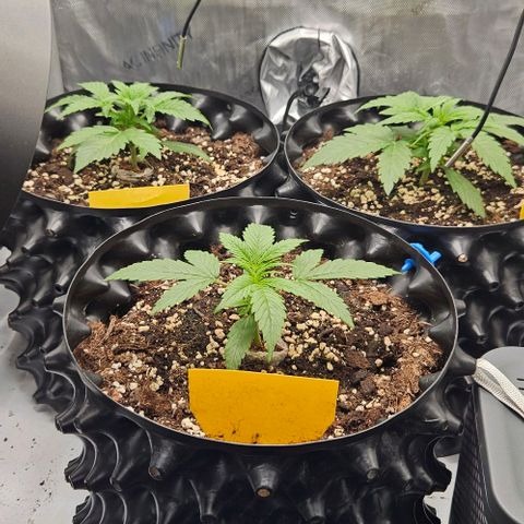 Sensi Amnesia XXL Automatic growlog timeline photo