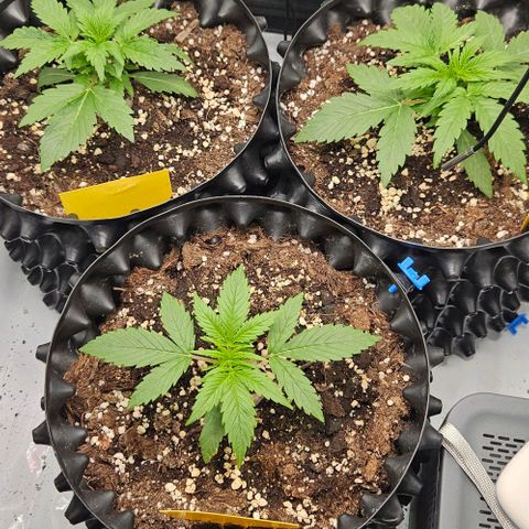 Sensi Amnesia XXL Automatic growlog timeline photo