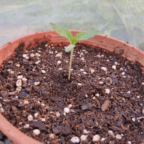 Tropicana wfc growlog timeline photo