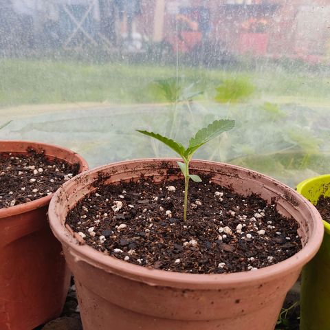 Tropicana wfc growlog timeline photo
