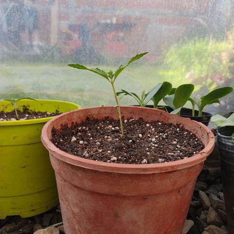 Tropicana wfc growlog timeline photo