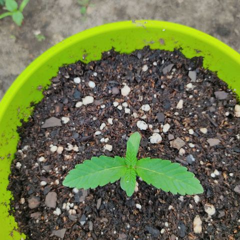 Tropicana wfc growlog timeline photo