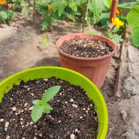 Tropicana wfc growlog timeline photo