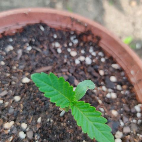 Tropicana wfc growlog timeline photo