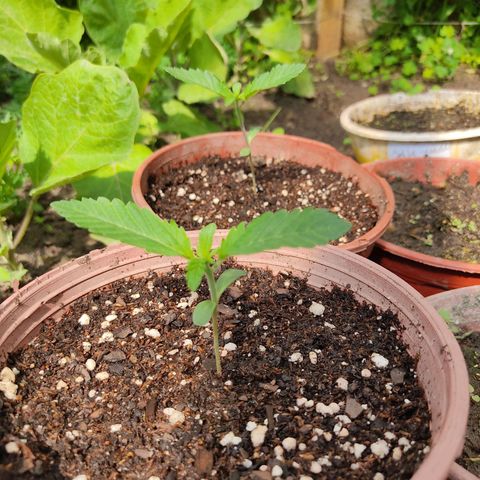 Tropicana wfc growlog timeline photo