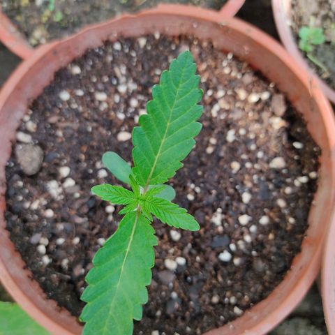 Tropicana wfc growlog timeline photo