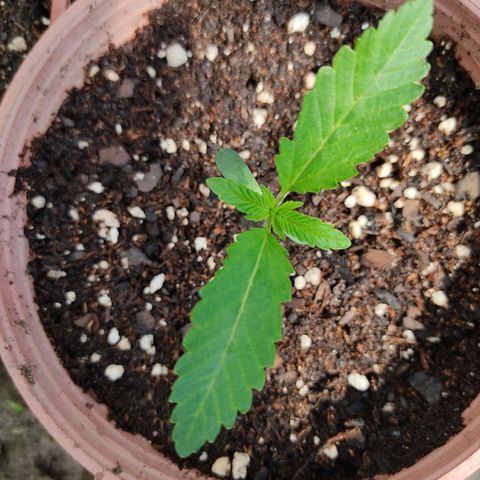 Tropicana wfc growlog timeline photo
