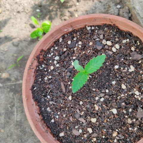 Tropicana wfc growlog timeline photo