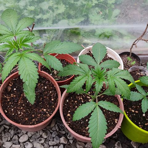 Tropicana wfc growlog timeline photo